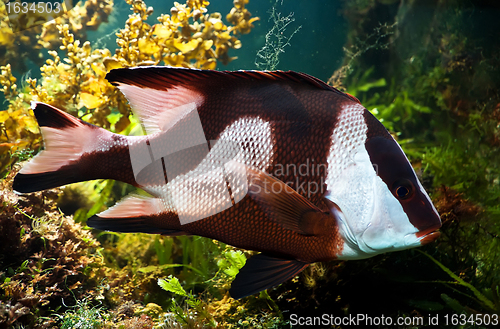 Image of white-tailed damselfish (dascyllus aruanus)