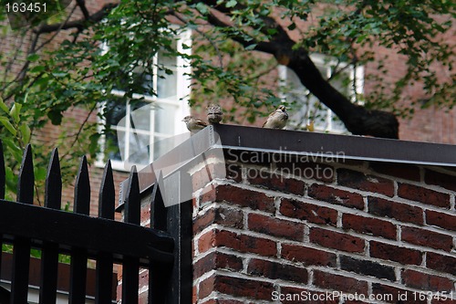 Image of little sparrows on the brick wall