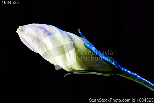 Image of bud of flower with waterdrops on black 