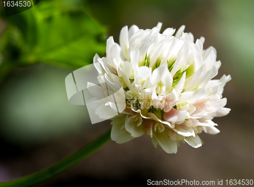 Image of white clover (trifolium repens)