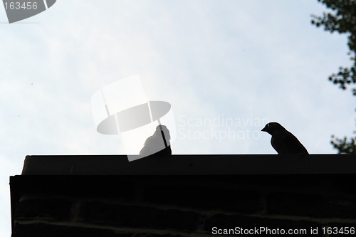 Image of silhouette of two sparrows on roof top