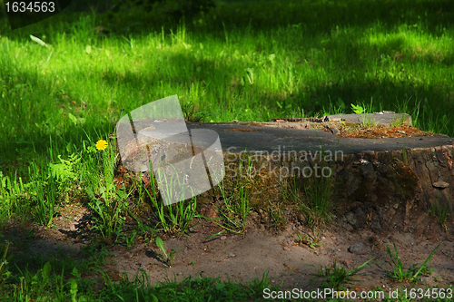 Image of Great Stump