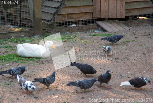 Image of Poultry-yard