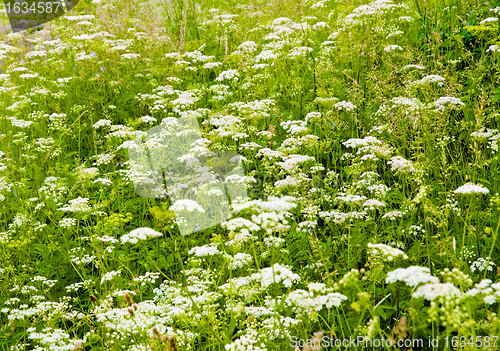 Image of green field with white flowers