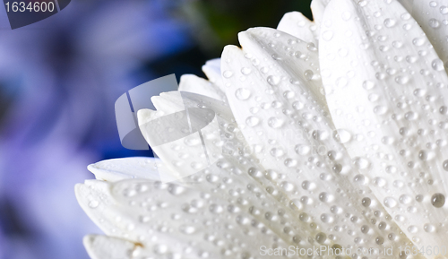 Image of white gerbera petals with water drops 