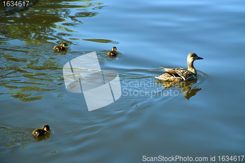 Image of big duck and three ducklings