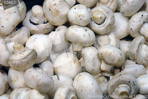 Image of Full Display of White Mushrooms