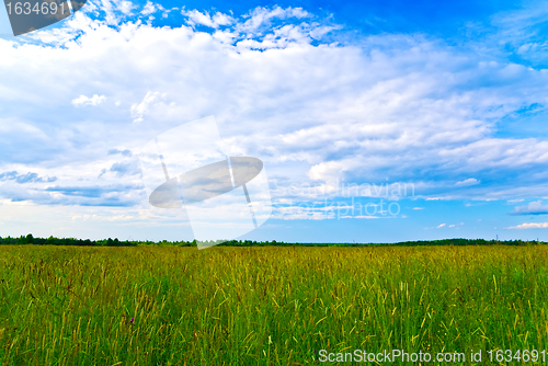 Image of summer field