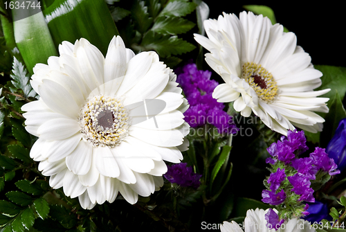 Image of white gerbera