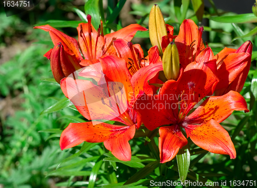 Image of red royal lilies