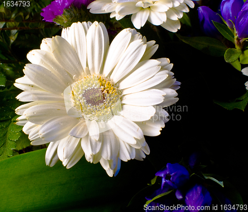 Image of white gerbera with water drops