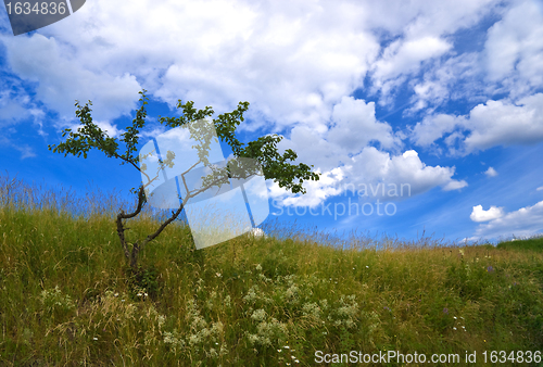 Image of green bush against the blue sky