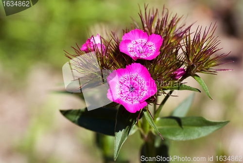 Image of carnation field (dianthus campestris)