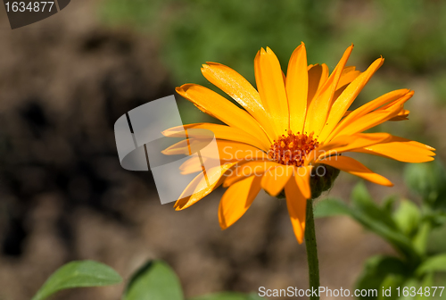 Image of calendula arvensis