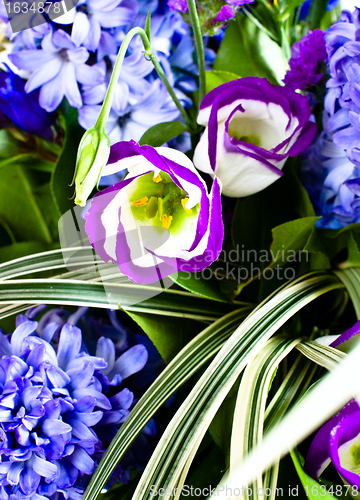 Image of blue fuzzy (hyacinthus orientalis) bouquet 