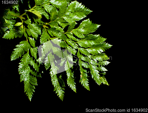 Image of fern leave with water drops 