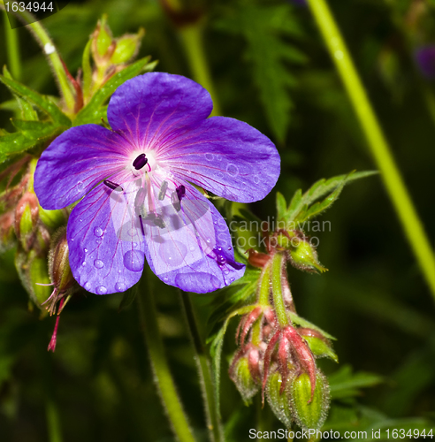 Image of meadow violet flower