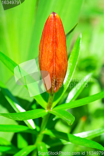 Image of bud of royal red lily