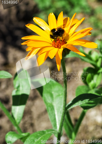 Image of calendula arvensis with bumblebee