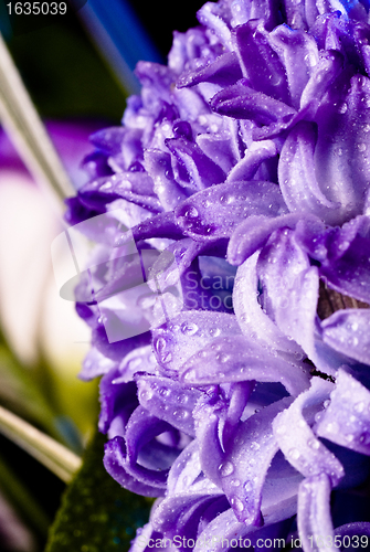 Image of blue fuzzy (hyacinthus orientalis) with waterdrops