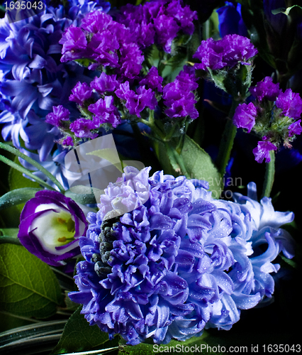 Image of deep violet hyacinthus orientalis