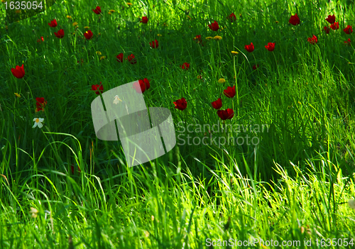 Image of Green Grass Red Tulips