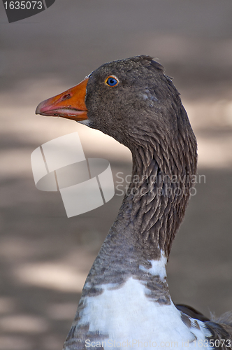 Image of Greylag goose.