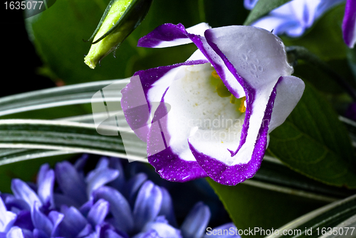 Image of bud of flower