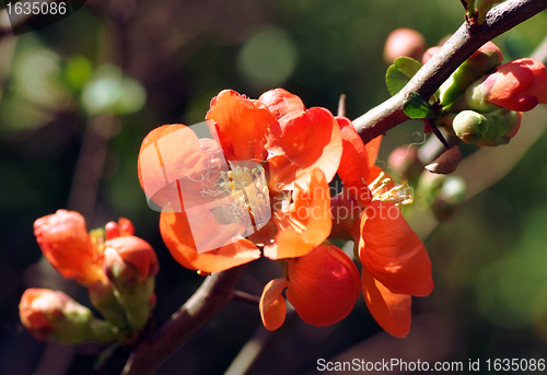 Image of Red Flower Bush