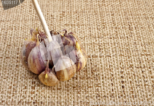 Image of garlic bulb on table