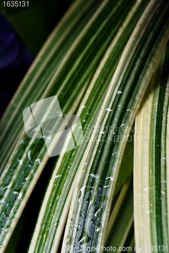 Image of green grass with raindrops