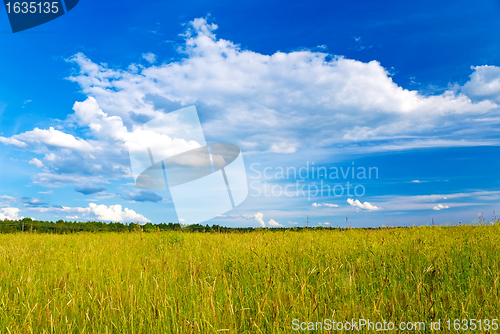 Image of summer field