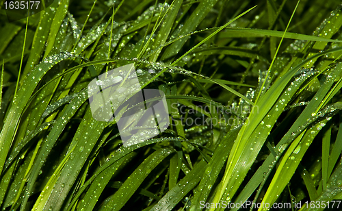 Image of green grass with raindrops