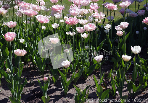 Image of Field full of Tulips