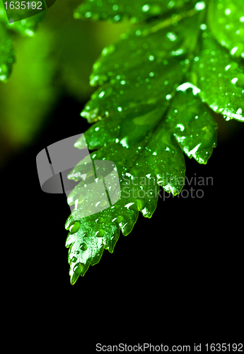 Image of green leaf with water drops 