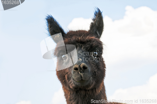 Image of Alpaca, Vicugna pacos 