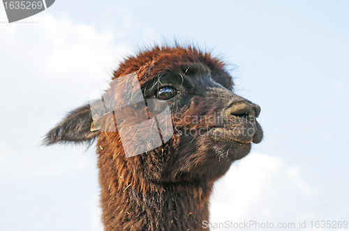 Image of Alpaca, Vicugna pacos 