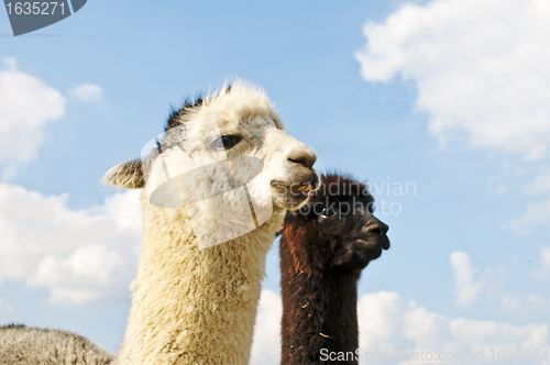 Image of Alpaca, Vicugna pacos