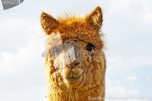 Image of Alpaca, Vicugna pacos 