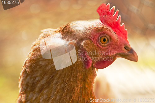 Image of chicken head