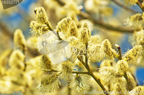 Image of willow blossom