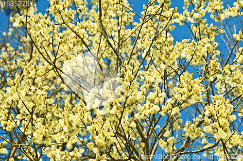 Image of willow blossom