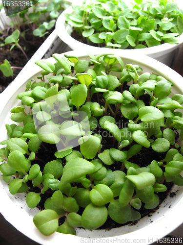 Image of seedlings in pots