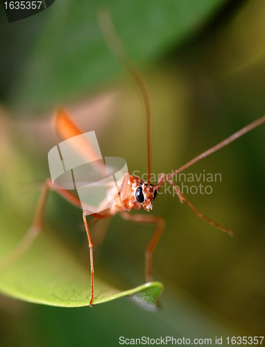 Image of tropical mosquito