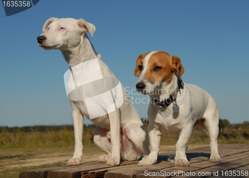 Image of two jack russel terrier