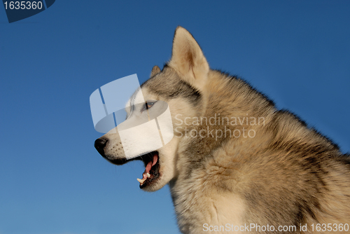 Image of tired siberian husky