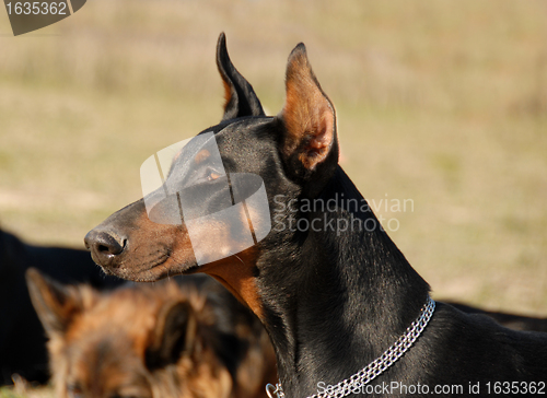 Image of doberman