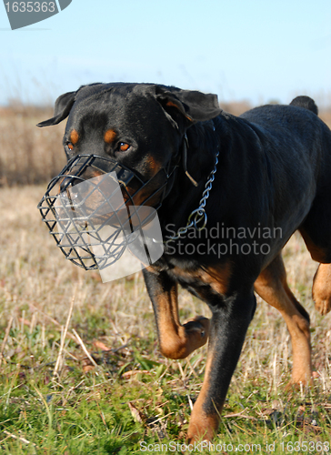 Image of rottweiler and muzzle