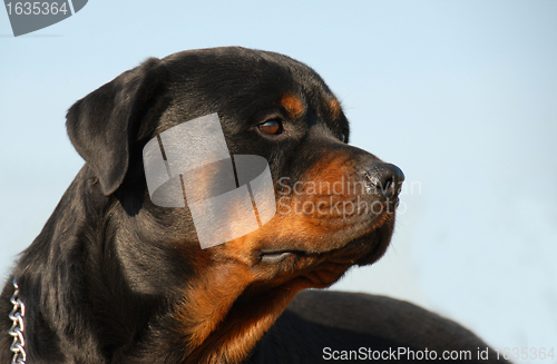 Image of rottweiler