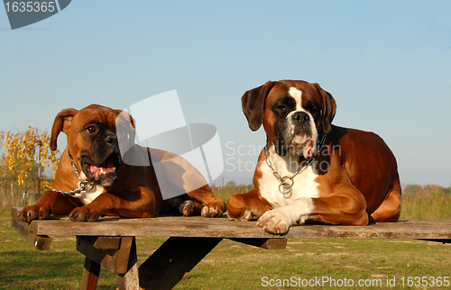 Image of family boxer